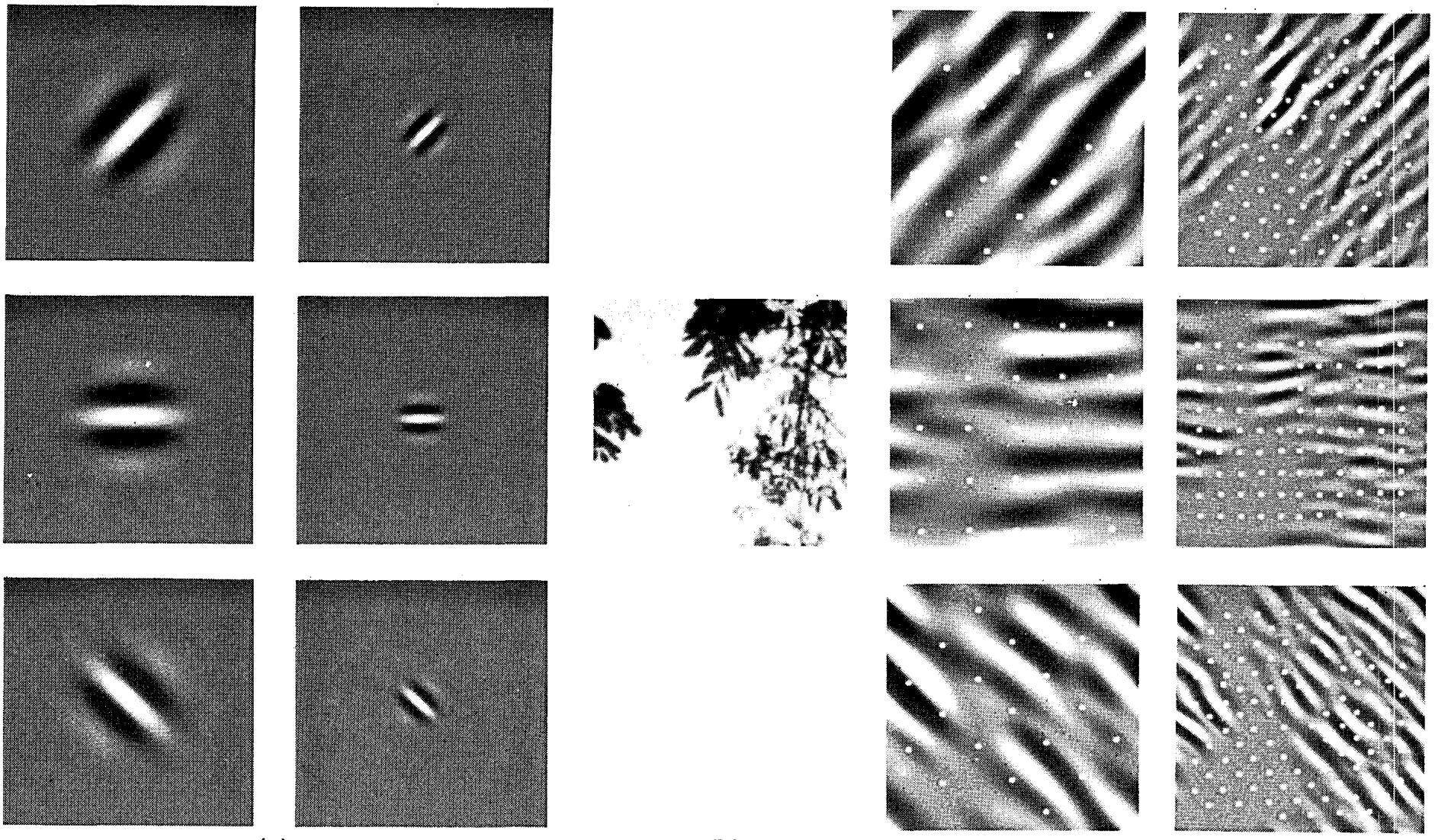 Figure and caption taken from Field 1987: An example of coding with six different channels. (Left) Examples of the six types of sensor associated with each channel. (Right) Convolution of the image in (Middle) with the six sensors shown in (Left). The response of the individual sensors is determined by sampling these filtered images at a distance proportional to the size of the sensor (shown with dots). This diagram shows the response of only the even symmetric sensors.